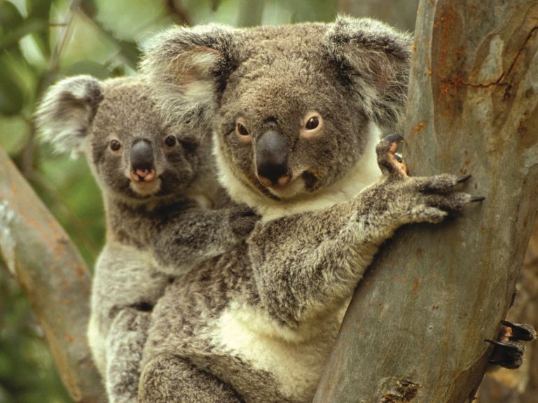 Mother Koala with baby on back sitting in Gum tree