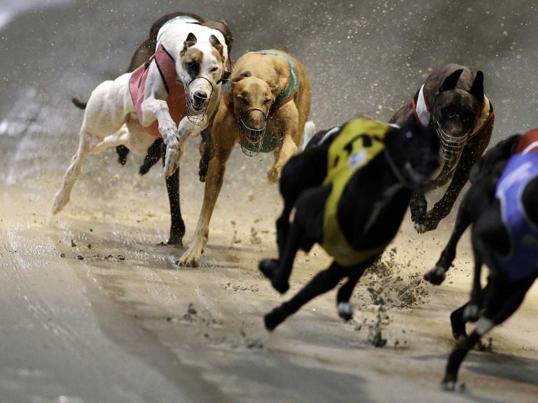 Greyhounds racing on sand track