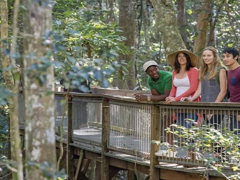 Visitors looking out from Sea Acres Rainforest boardwalk. Photo: John Spencer &copy; OEH