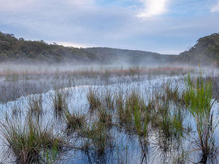 View of a mist-covered lake surface with marsh grasses in the foreground. Photo credit: Ian Brown