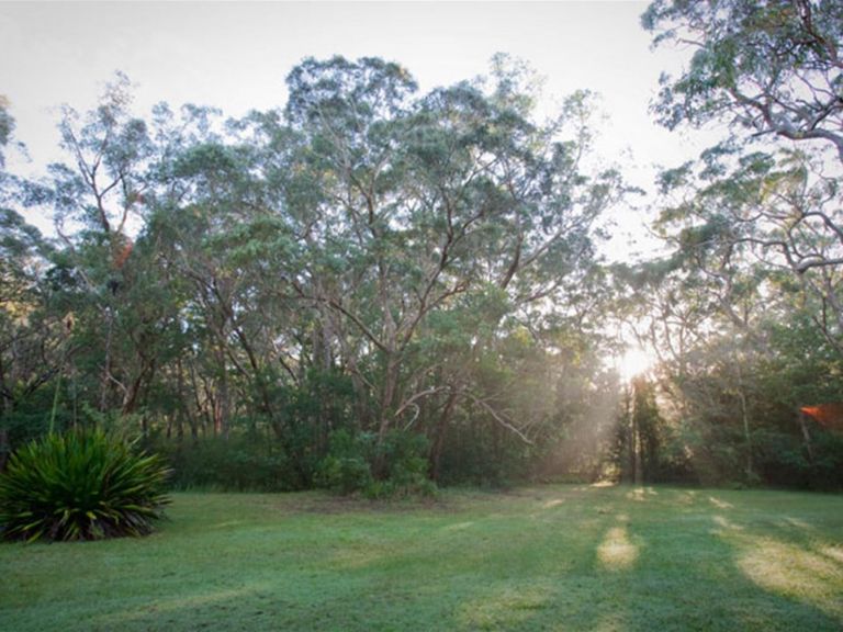 The sun shining through trees at Waterfall Flat picnic area in Royal National Park. Photo: Nick