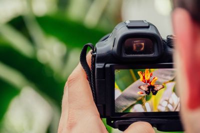 camera capturing the moment of a butterfly on flower 