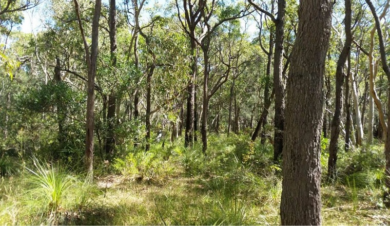 Trees and undergrowth at Chain Valley Bay, Central Coast
