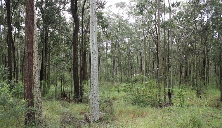 Trees and undergrowth of Lower Hunter Spotted Gum Ironbark Forest threatened ecological community