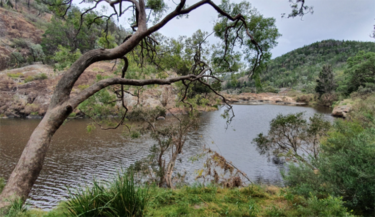 River surrounded by trees and embankments