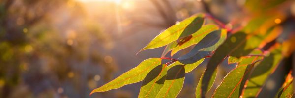 Sunlight hitting eucalyptus leaves