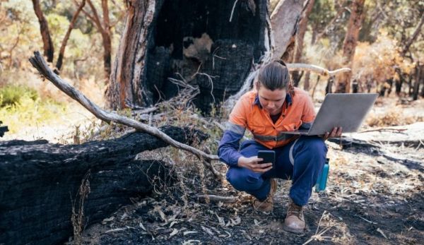 Female environmental worker looking at a tree damaged by a bushfire