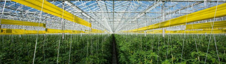 Inside a very large greenhouse. There is a large glass room where you can see the bright blue sky. The room is filled with lots of green plants