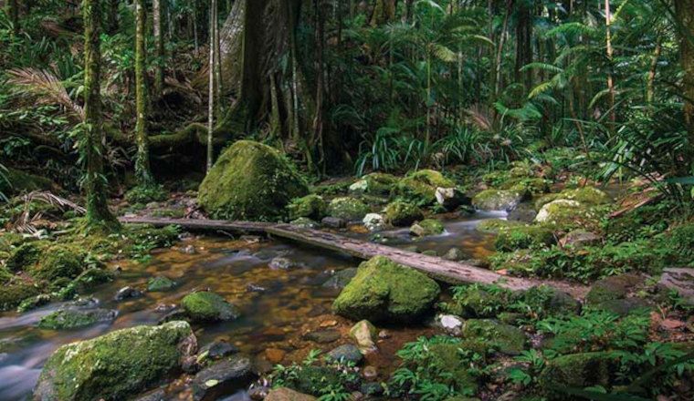 Stream with mossy rocks in lush green rainforest, Protestors Falls