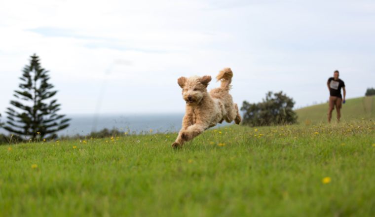 Curly haired dog runs across a grassy parkland.