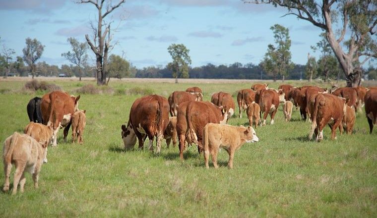 Cows grazing in a paddock.