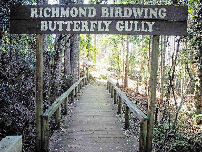 Image of Lismore Birdwing Butterfly Gully