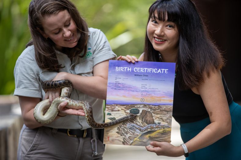 Artist Lucy Wang with a snake at Taronga zoo and a copy of the commemorative snake certificate
