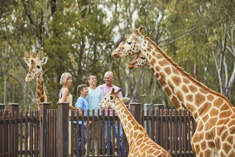 Dubbo Zoo Giraffes